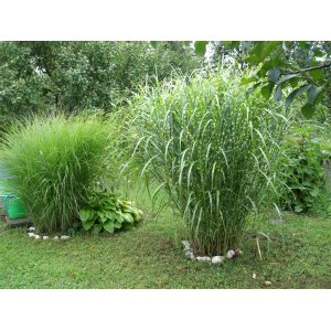 Ozdobnica čínska (Miscanthus sinensis) ´ZEBRINUS´ kont. C1.5L